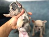 French Buldog Yavrularım A Kalite