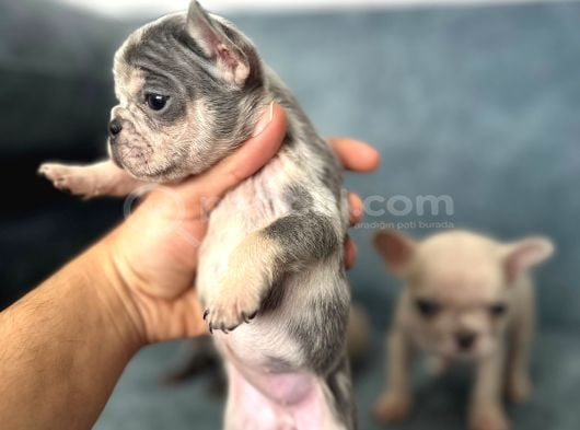 French buldog yavrularım a kalite