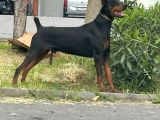 Doberman Estetikli Yavrularımız