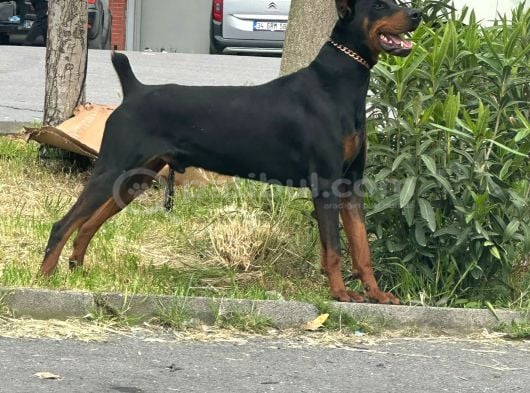 Doberman Estetikli Yavrularımız görsel