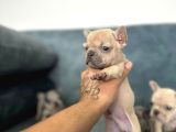 French Buldog Yavrularım A Kalite