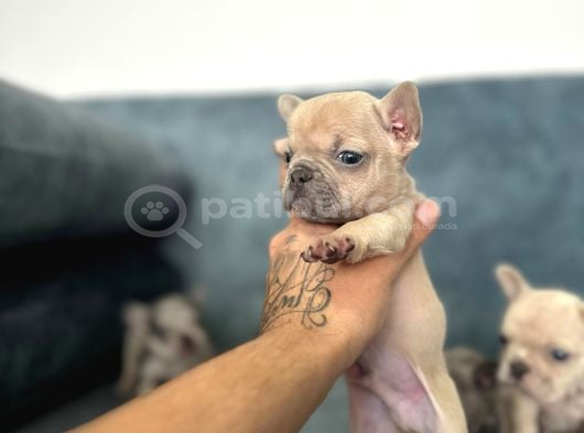French Buldog Yavrularım A Kalite görsel