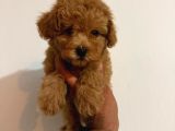 Toy Poodle