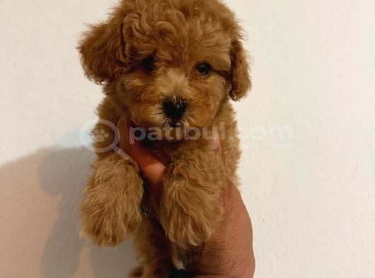Toy Poodle görsel
