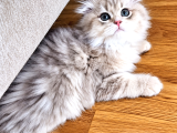 Üst Sekment Golden Ay 11 Longhair