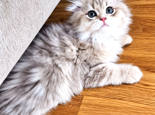 Üst Sekment Golden Ay 11 Longhair görsel