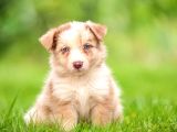Elit Kalitede Border Collie Yavruları