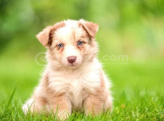 Elit Kalitede Border Collie Yavruları görsel