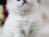 British Longhair Safkan