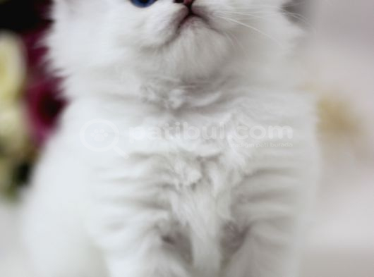 British Longhair Safkan görsel