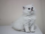 British Longhair Safkan