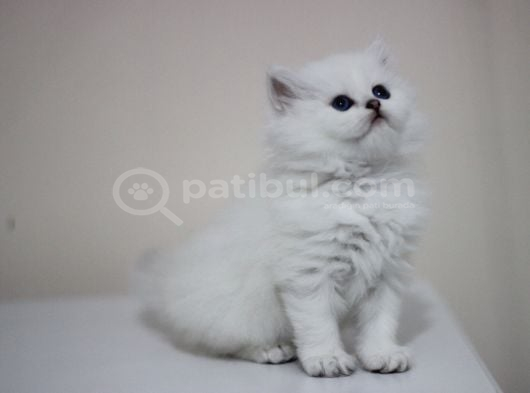 British Longhair Safkan görsel