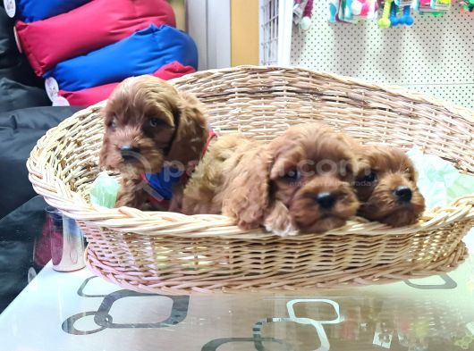 Gerçek Orji̇nal A Kali̇te Cavapoo Ari̇yanlar İci̇n görsel