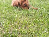 Müthi̇ş Uygun Fi̇yatlara Orji̇nal Poodle Yavrular