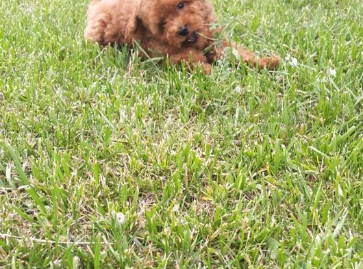 Müthi̇ş Uygun Fi̇yatlara Orji̇nal Poodle Yavrular görsel