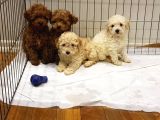 Müthi̇ş Uygun Fi̇yatlara Orji̇nal Poodle Yavrular