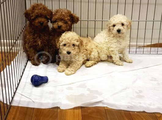 Müthi̇ş Uygun Fi̇yatlara Orji̇nal Poodle Yavrular görsel