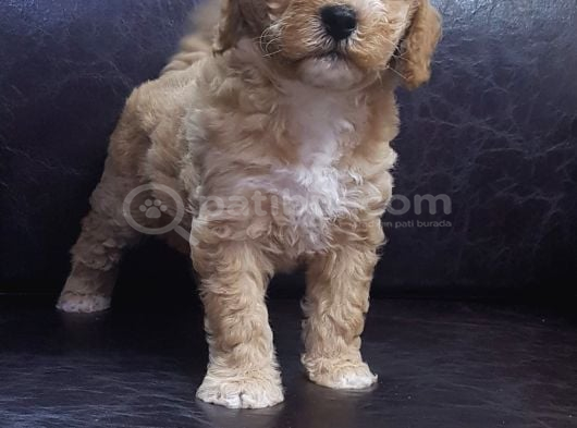 Müthi̇ş Uygun Fi̇yatlara Orji̇nal Malti̇poo Yavrular görsel