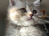 Yavru british shorthair Özel renk