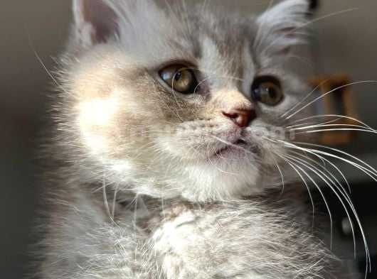 Yavru British Shorthair Özel Renk