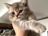Yavru British Shorthair Özel Renk