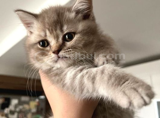 Yavru British Shorthair Özel Renk görsel