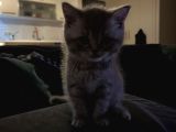 Yavru British Shorthair Özel Renk
