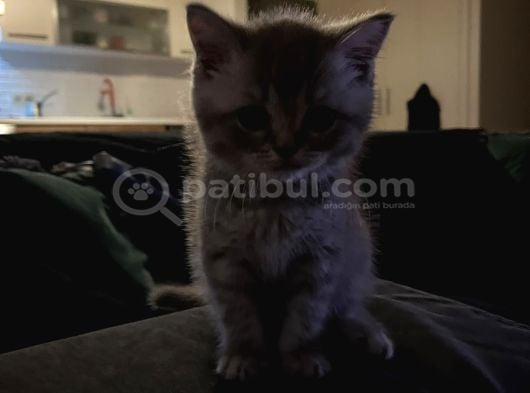Yavru British Shorthair Özel Renk görsel