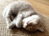 Yavru British Shorthair Özel Renk