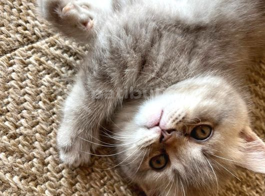Yavru British Shorthair Özel Renk görsel