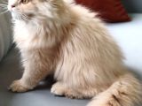 İki̇ Yakişikli Prens İki̇ Büyüleyi̇ci̇ Güzelli̇k