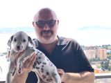Çok Güzel Dalmaçyalı Dalmatian 