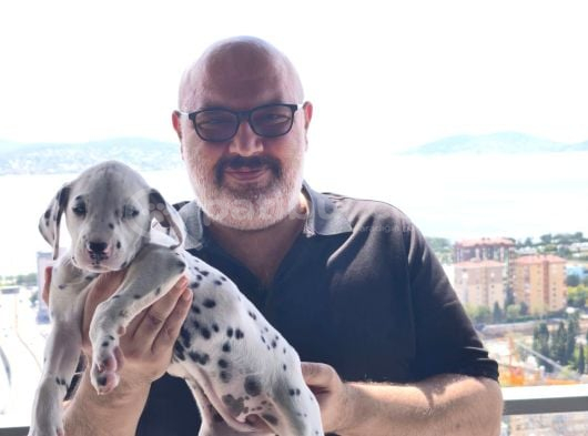 Çok güzel Dalmaçyalı dalmatian 