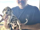Çok Güzel Dalmaçyalı Dalmatian 