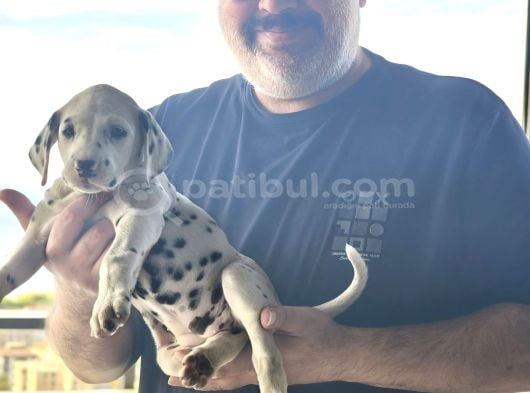 Çok Güzel Dalmaçyalı Dalmatian  görsel