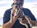 Çok Güzel Dalmaçyalı Dalmatian 