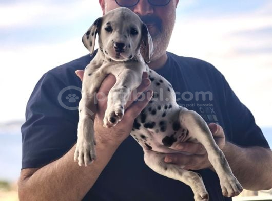 Çok Güzel Dalmaçyalı Dalmatian  görsel
