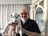 Çok Güzel Dalmaçyalı Dalmatian 