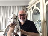 Çok Güzel Dalmaçyalı Dalmatian 