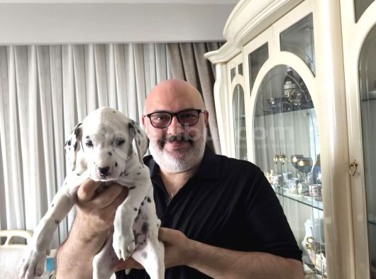 Çok Güzel Dalmaçyalı Dalmatian  görsel
