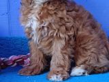 Müthi̇ş Uygun Fi̇yatlara Orji̇nal Malti̇poo Yavrular