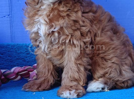 Müthi̇ş Uygun Fi̇yatlara Orji̇nal Malti̇poo Yavrular görsel