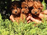 Toy Poodle Kore Teacup Hepsi Mevcuttur