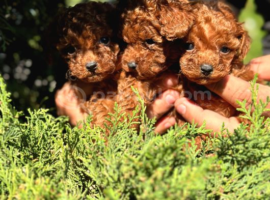 Toy Poodle Kore Teacup Hepsi Mevcuttur görsel