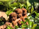 Toy Poodle Kore Teacup Hepsi Mevcuttur