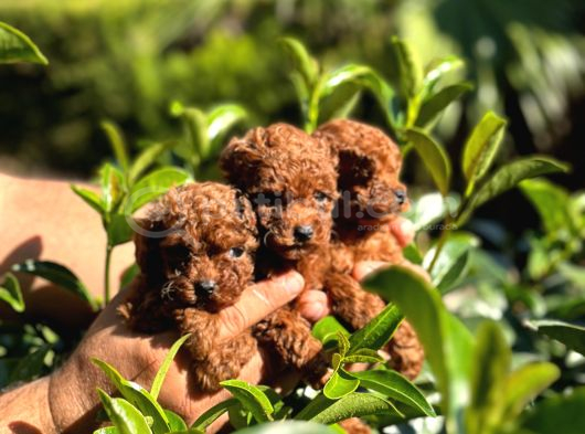 Toy Poodle Kore Teacup Hepsi Mevcuttur görsel