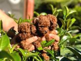 Toy Poodle Kore Teacup Hepsi Mevcuttur
