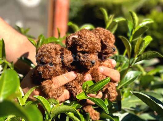 Toy Poodle Kore Teacup Hepsi Mevcuttur görsel