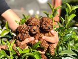 Toy Poodle Kore Teacup Hepsi Mevcuttur