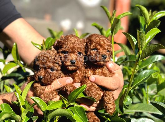 Toy Poodle Kore Teacup Hepsi Mevcuttur görsel